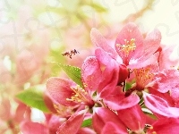 Kwiaty, Kwiatki, Pszczoła