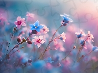 Niebieskie, Kwiatki, Różowe, 2D, Kwiaty
