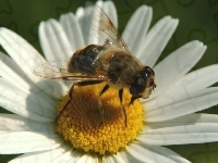 Kwiatostan, Złocień właściwy, Pszczoła