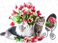 Kwiaty, Koty, Lustro, Bukiet Kwiatów