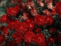 Chryzantema, Kwiaty, Czerwona