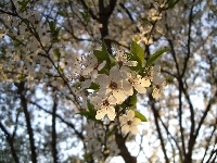 Drzewko, Kwiaty, Wiśni