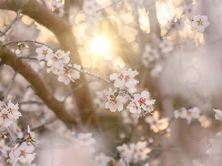 Drzewo owocowe, Gałęzie, Kwiaty, Zamglenie, Promienie słońca