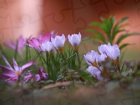 Krokusy, Jasnofioletowe, Fioletowe, Kwiaty