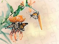 Kwiaty, Owady, Motyle, Lilia tygrysia