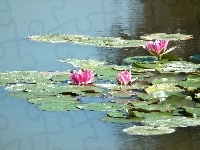 Kwiaty, Przyroda, Lilie wodne