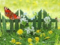 Kwiaty, Wiosna, Płotek, Motylek, Łąka