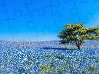 Kwiaty, Łąka, Niebieskie, Drzewo