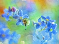 Kwiaty, Mały, Niezapominajki, Niebieskie, Ślimaczek