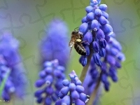 Kwiaty, Szafirki, Niebieskie, Pszczoła
