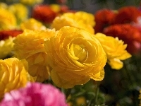 Żółte, Kwiaty, Róże