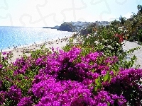 Kwiaty, Morze, Plaża, Hiszpania