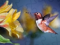 Kwiaty, Koliber, Ptak, Alstremeria