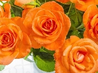 Róże, Kwiaty, Pomarańczowe