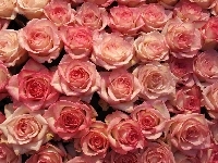 Róże, Kwiaty, Różowe