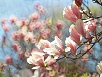 Kwiaty, Magnolia, Różowe, Krzew