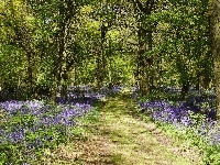 Anglia, Drzewa, Dzwonki, Ścieżka, Wielka Brytania, Shipley Country Park, Kwiaty