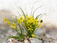 Kwiaty, Żółte, Złoć żółta