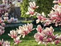 Magnolia, Kwitnąca, Wiosna