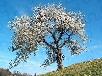 Kwitnące, Wiosna, Łąka, Drzewo