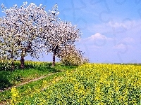 Kwitnące, Rzepaku, Wiosna, Pole, Ścieżka, Drzewa