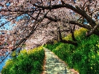 Kwitnące, Roślinność, Wiosna, Ścieżka, Drzewo