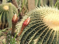 Kaktusy, Kwitnące, Kolce