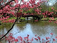 Kwitnące, Rzeka, Wiosna, Park, Most, Drzewa
