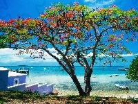 Kwitnące, Karaiby, Morze, Plaża, Drzewo