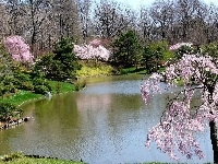 Kwitnące, Wiosna, Park, Rzeka, Drzewa
