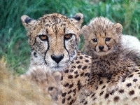 Gepard, Młode