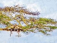 Drzewo, Lampart, Gałęzie