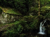 Las, Gmina Laveissière, Strumyk, Francja, Młyn wodny Moulin de Chambeuil, Roślinność