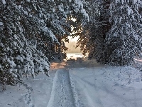 Ścieżka, Las, Śnieg
