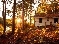 Las, Światło, Jesień, Domek, Przebijające