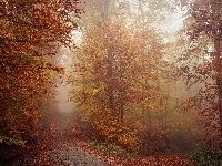 Las, Mgła, Jesień, Droga, Drzewa