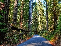 Sekwoje, Park Narodowy Redwood, Stany Zjednoczone, Paprocie, Las, Droga, Kalifornia