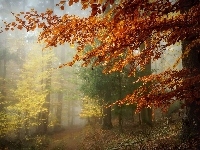 Las, Jesień, Drzewa, Mgła