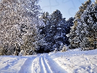 Droga, Ośnieżony, Zima, Las, Śnieg, Drzewa