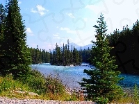 Las, Kanada Rzeka, Park Narodowy Banff