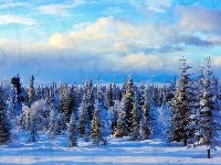 Las, Zima, Śnieg, Świerki