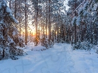 Las, Zima, Drzewa, Promienie słońca