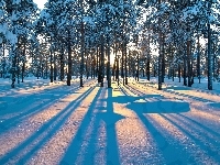Las, Zima, Przebijające Światło