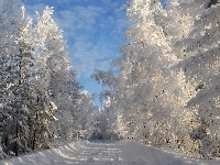 Las, Droga, Przez, Zimą