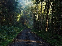 Las, Przebijające Światło, Droga, Przez, Poranek