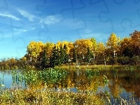 Las, Jezioro, Szuwary, Jesień