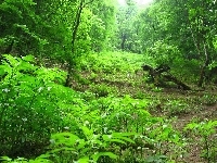 Las, Piękny, Zielony, Roślinność