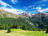 Lasy, Alpy, Austriackie, Łąka