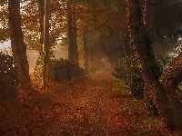 Latarnia, Mgła, Jesień, Droga, Drzewa