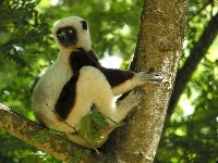 Sifaka, Lemur, Drzewo